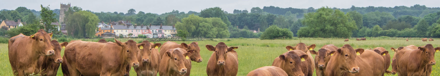 The Suffolk Chocolatiers